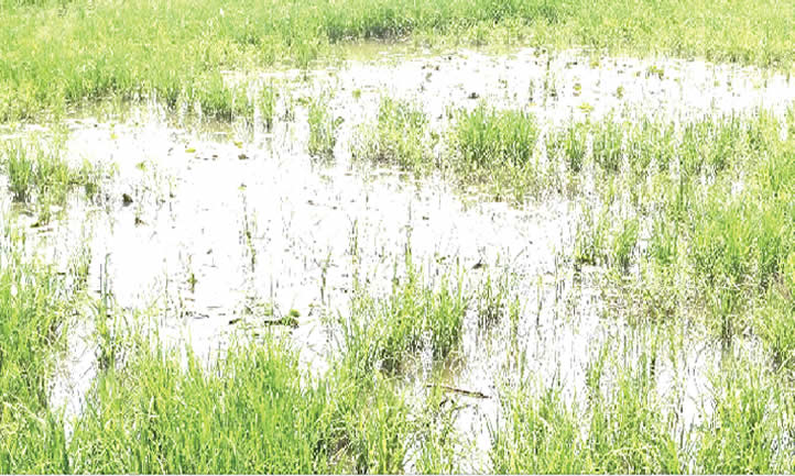Rice-farmers-.jpg